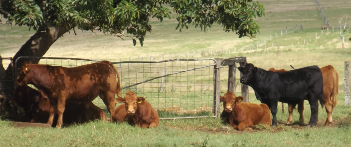 cow in the bottom of the tree