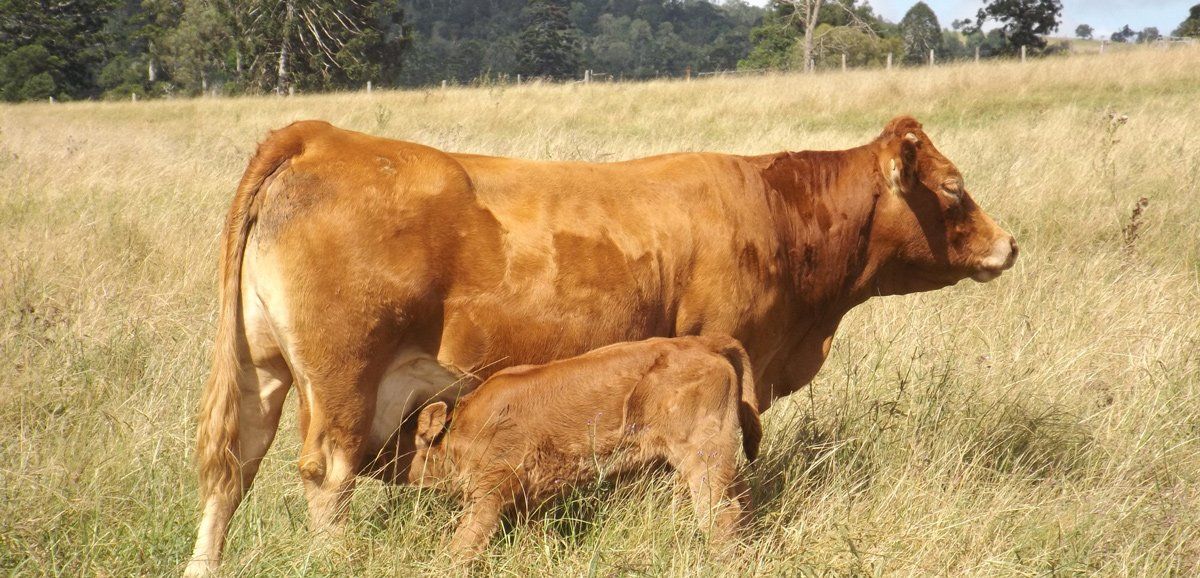 brown cow