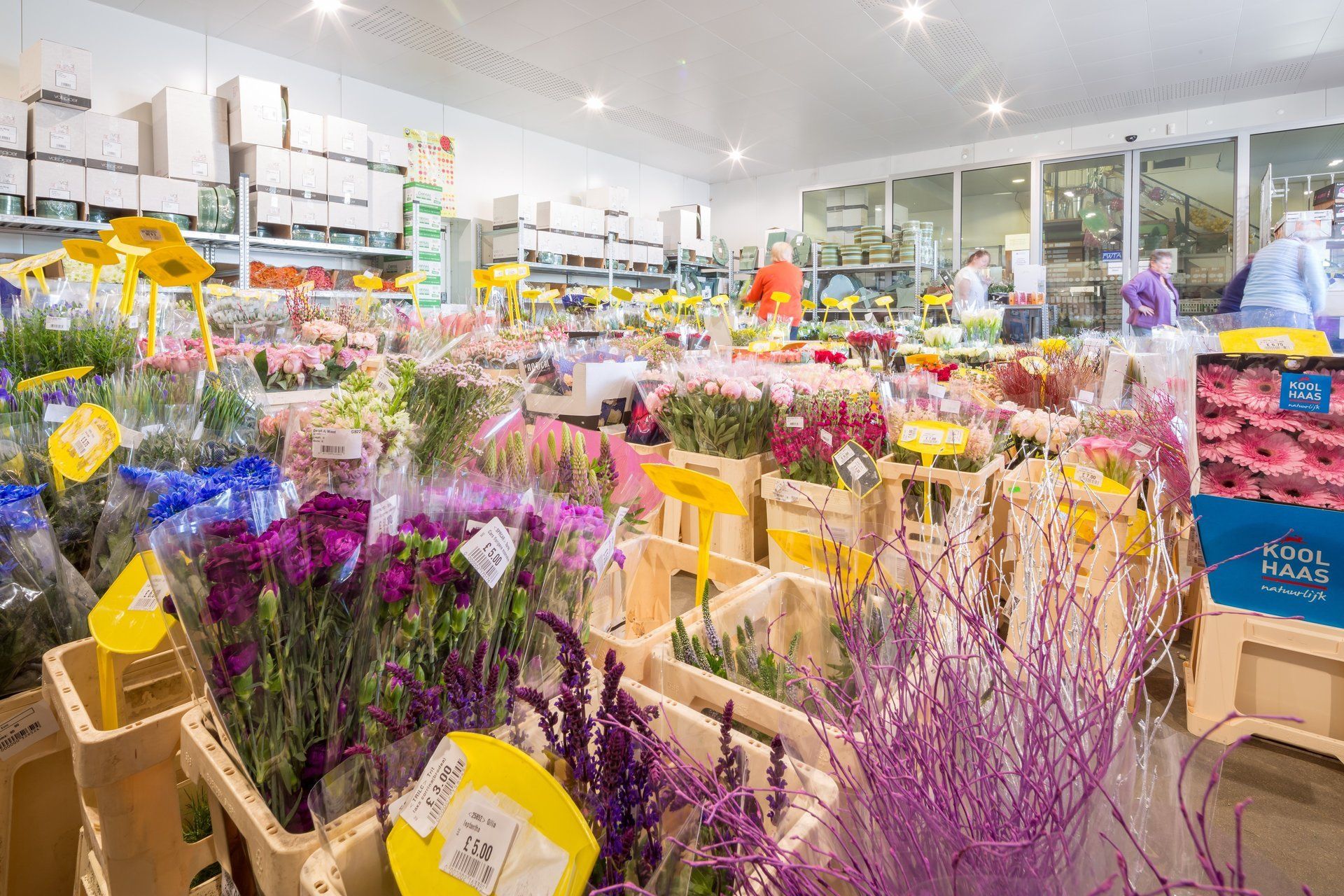 Sunflower Spalding Cash and Carry Ltd Wholesale flowers in Spalding