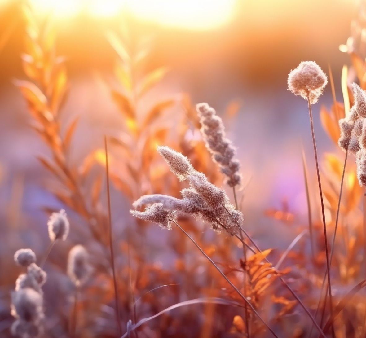 A field of tall grass with the sun shining through the leaves