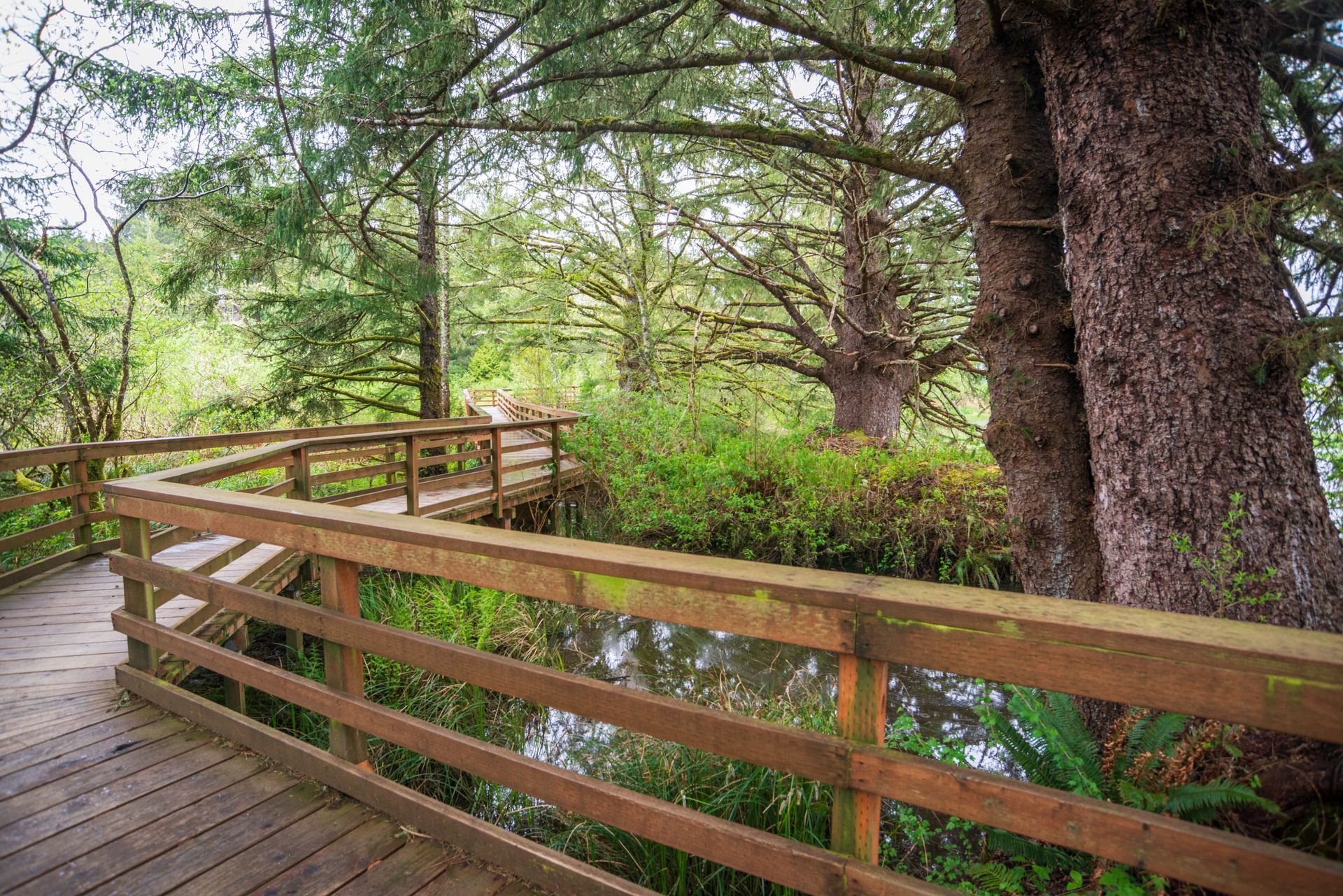 A wooden walkway leading to a body of water surrounded by trees.