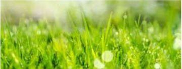 Healthy Lawn and Landscapes