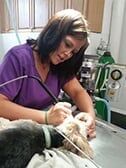 Dog Vaccinations ─ Allison Hall in Cedar Falls, IA