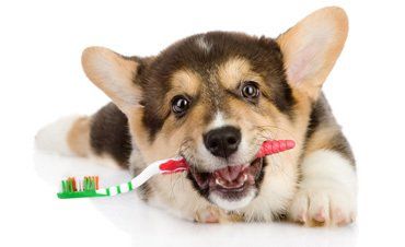 Pet Diet ─ Corgi Puppy with a Toothbrush in Cedar Falls, IA
