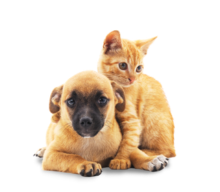 Animal Care ─ Puppy And Kitten in Cedar Falls, IA