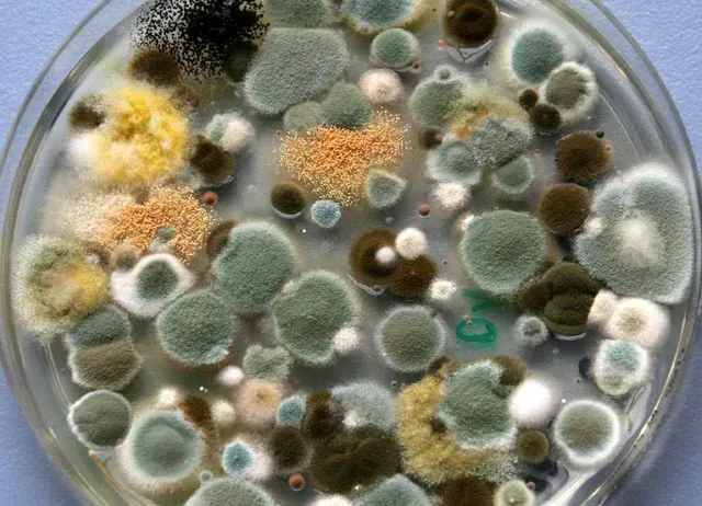 A petri dish filled with lots of different types of mold