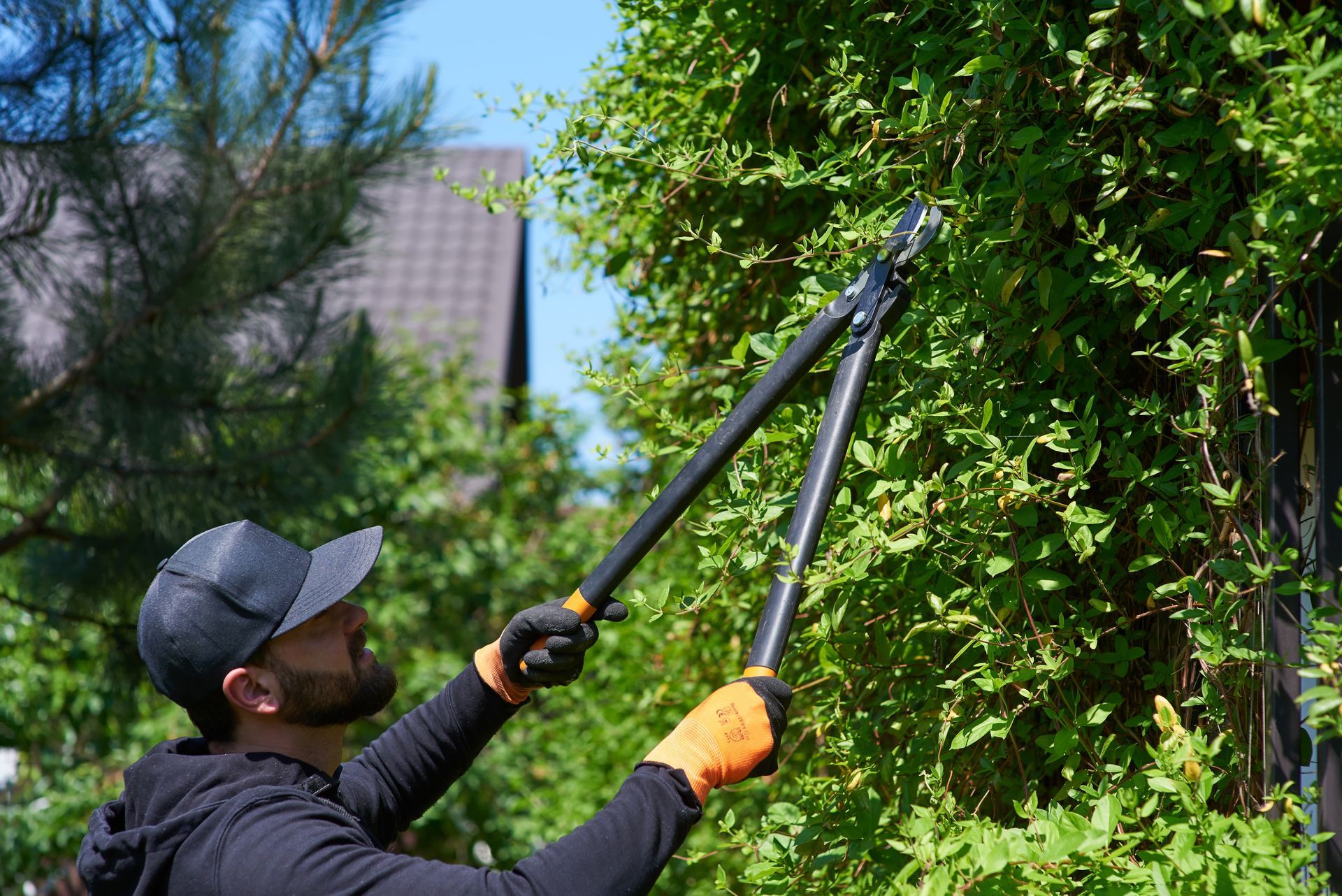 Person using long-handled shears to trim a leafy green bush outdoors.