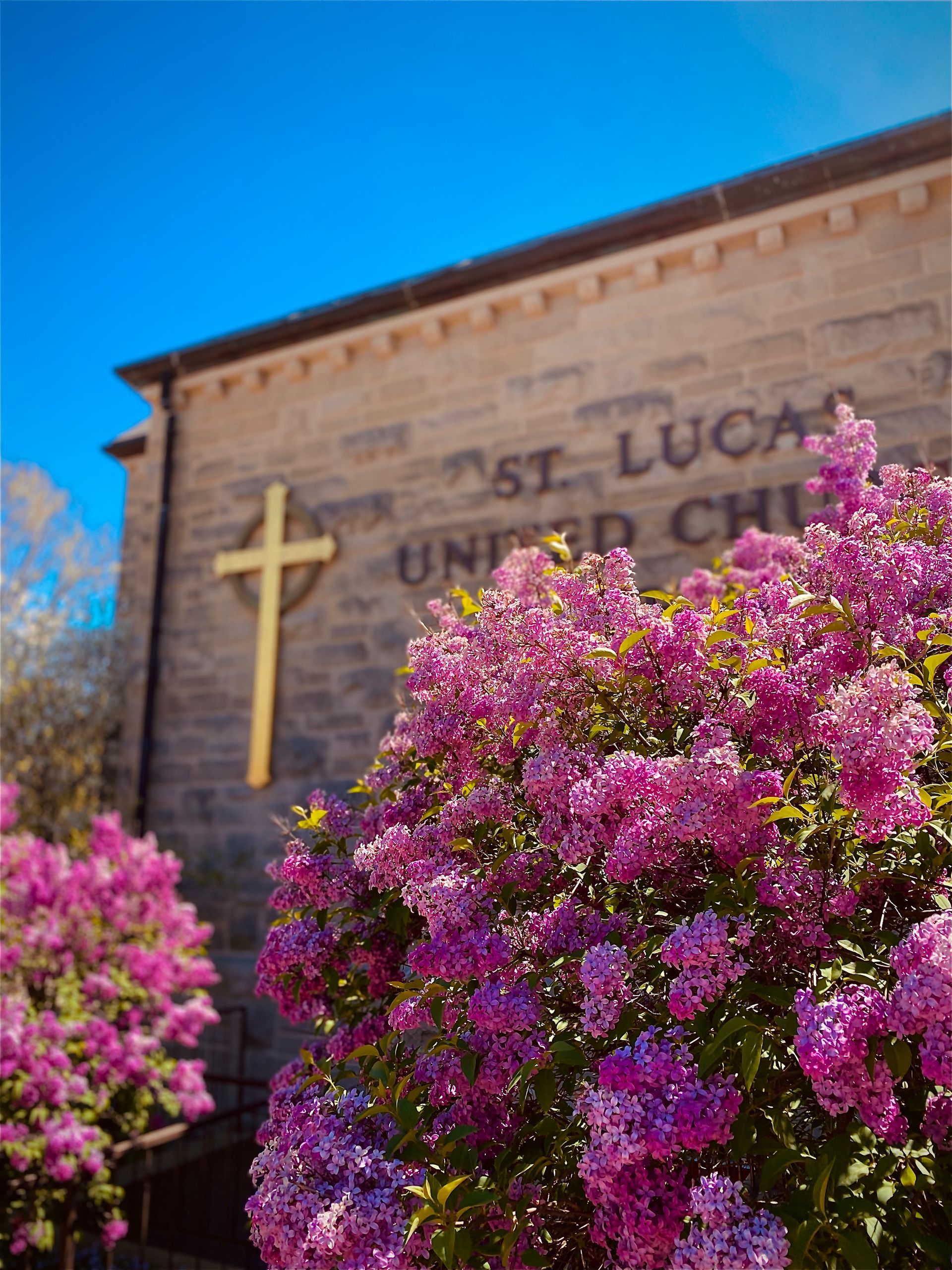 St. Lucas United Church building with golden cross and blooming purple lilacs under a bright blue sky.
