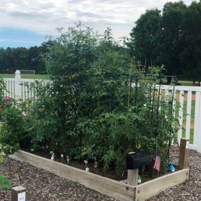 Raised garden bed with thriving tomato plants in our Victory Garden.