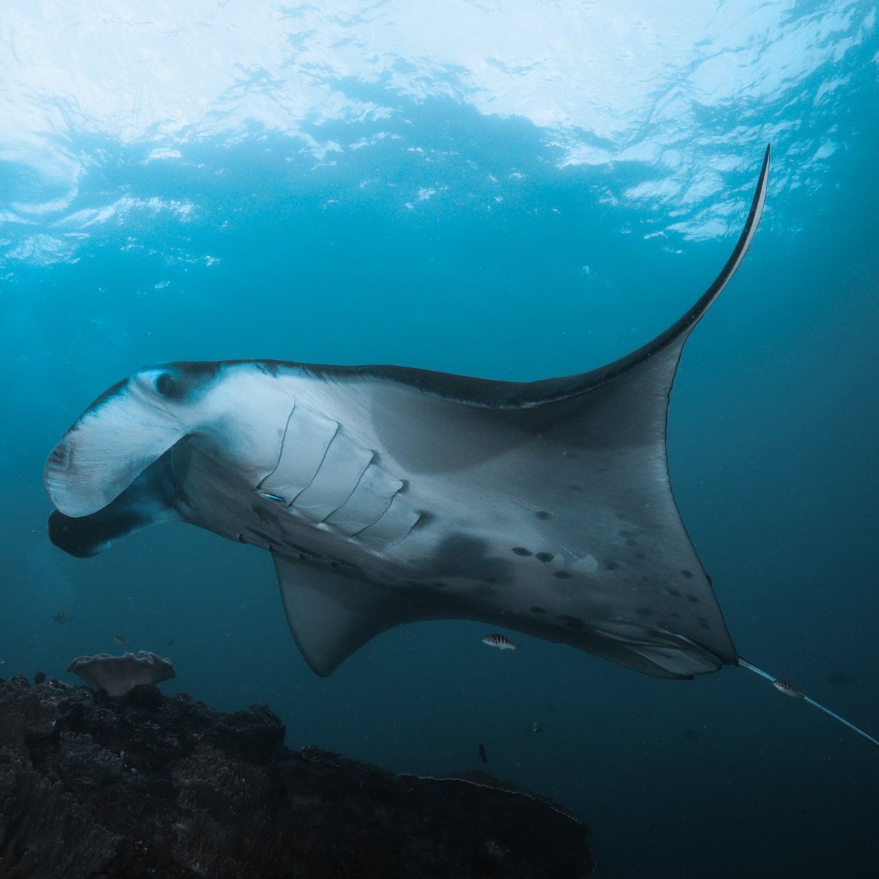 A manta ray is swimming in the ocean near a coral reef.