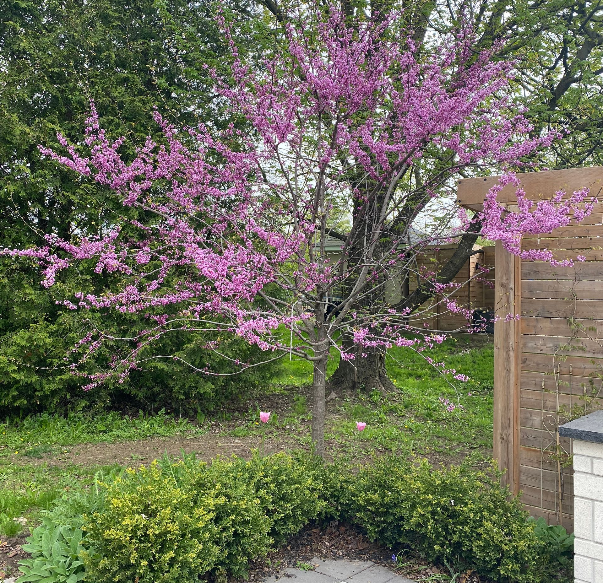 Innovative landscaping tailored to custom outdoor spaces Hamilton needs.