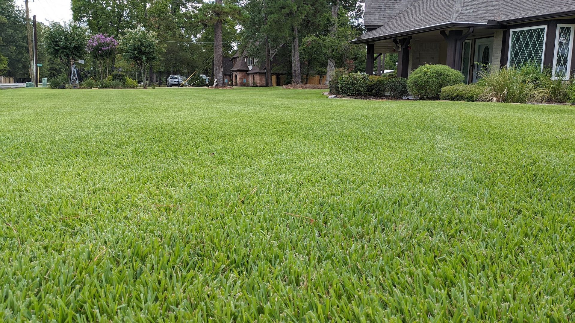 Healthy Lawn