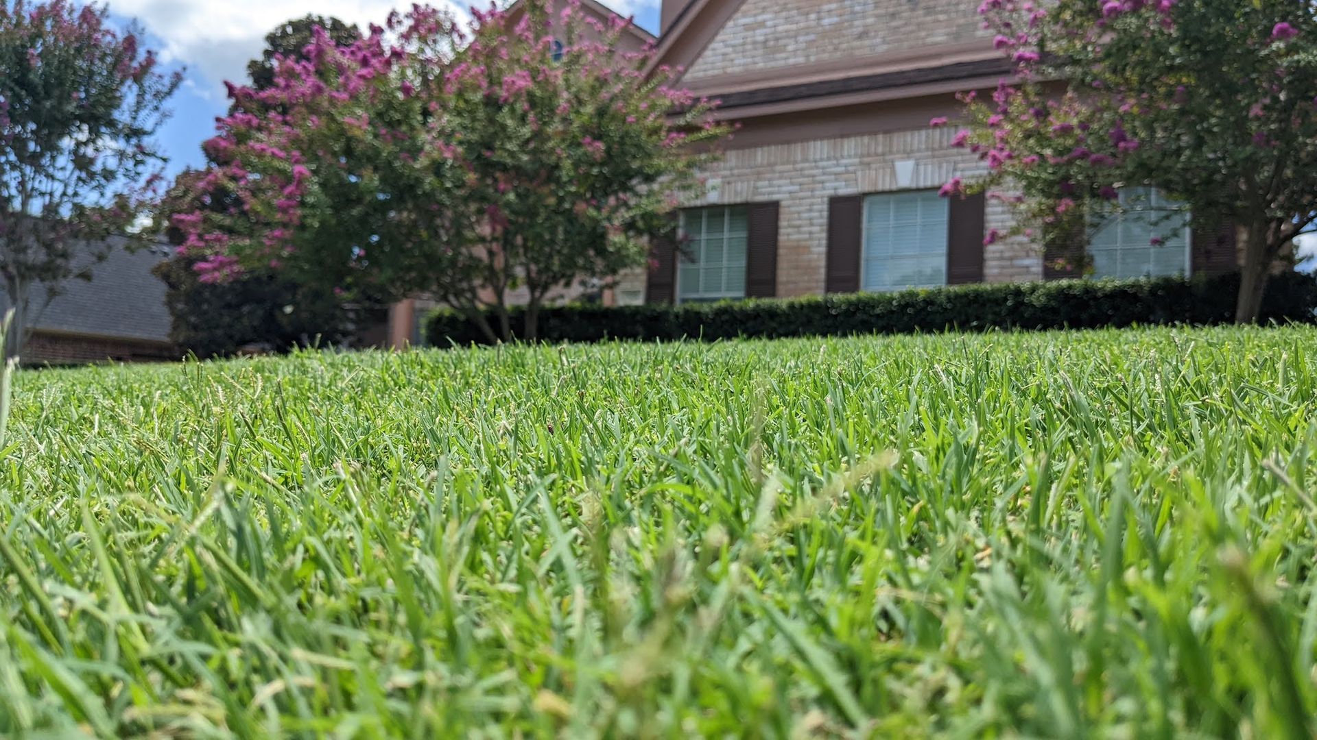 A close up of a lush green lawn in front of a house.