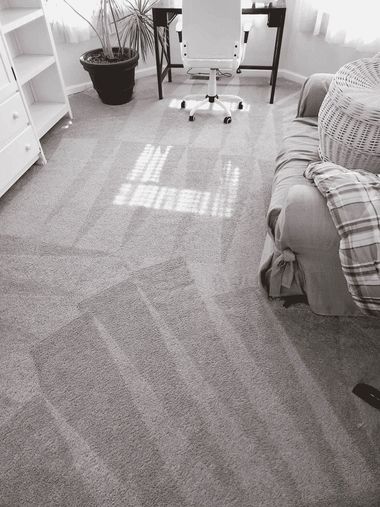 Bright living room with carpet, sunlight on floor, chair, plant, and sofa edge.