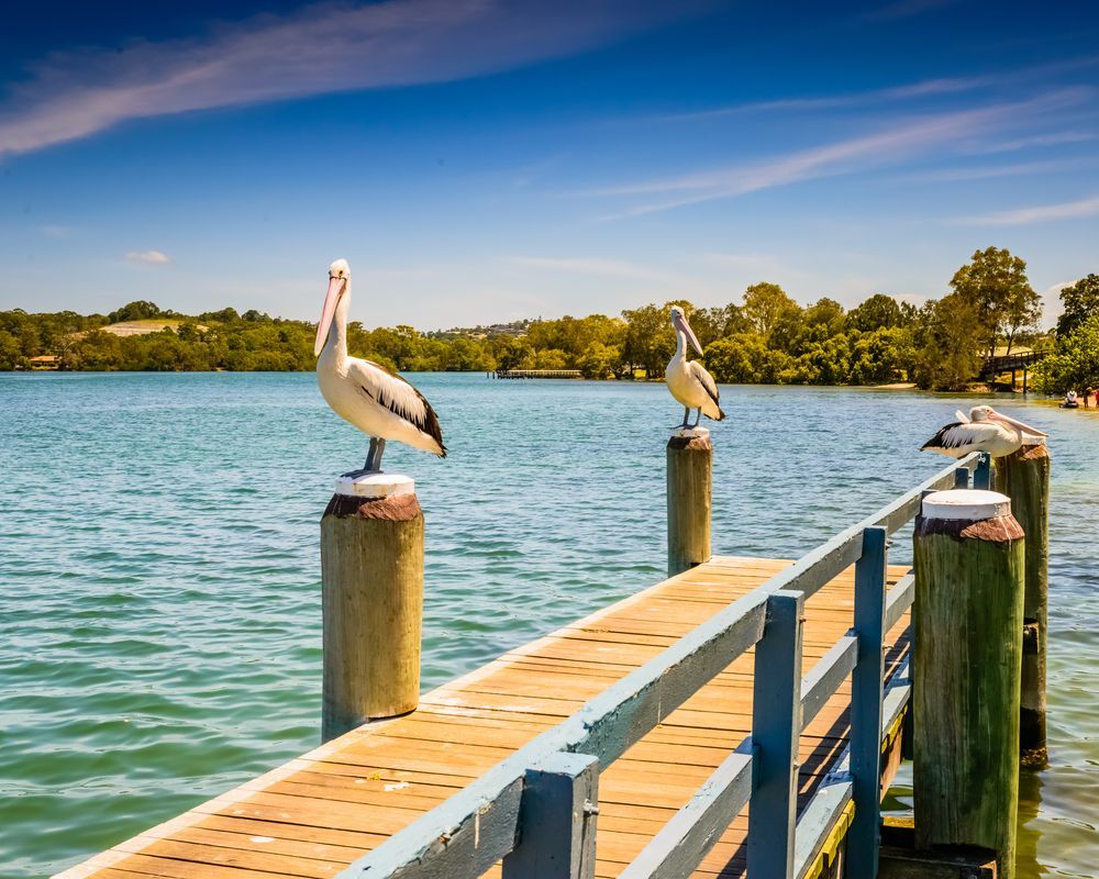 Pelicans Perched on Wooden Posts of a Dock Over — Rob's Rubbish Removal in Tweed Heads, NSW