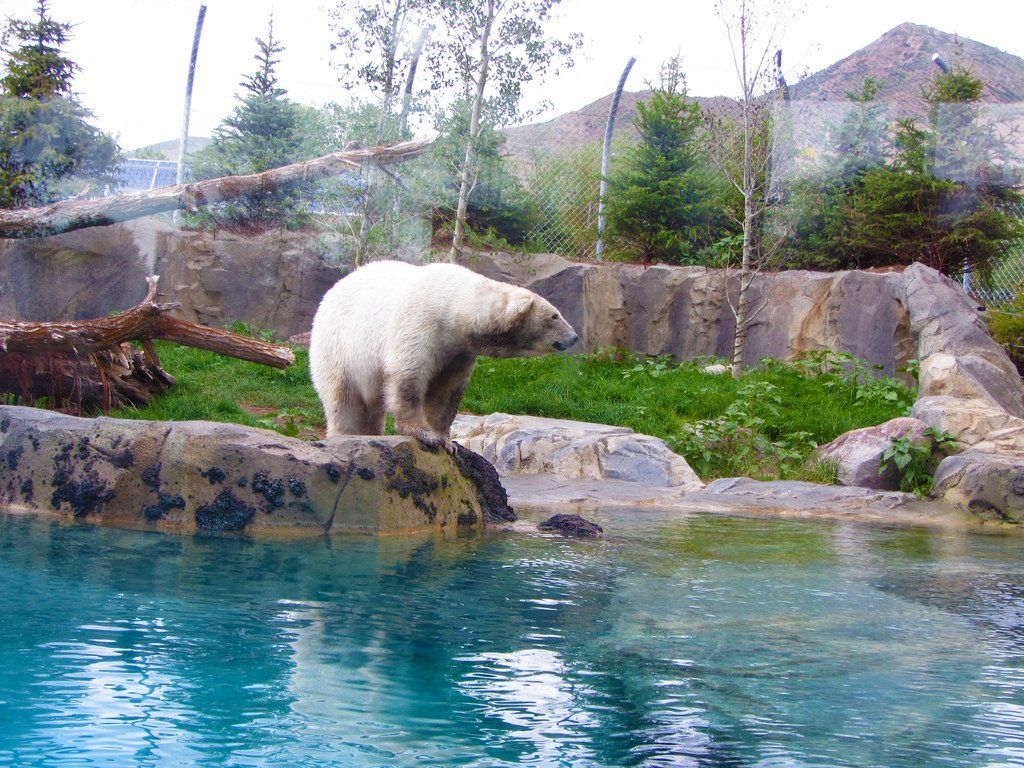 A polar bear in a zoo