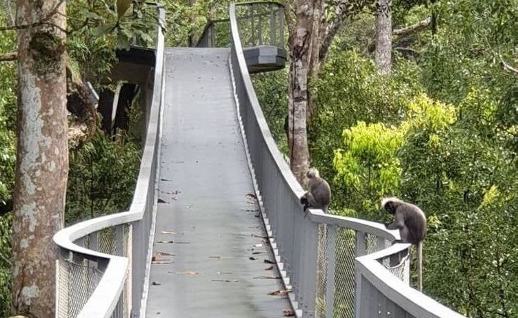 ClearTech, Ribbon Bridge, Post-Tensioning Structural Engineering