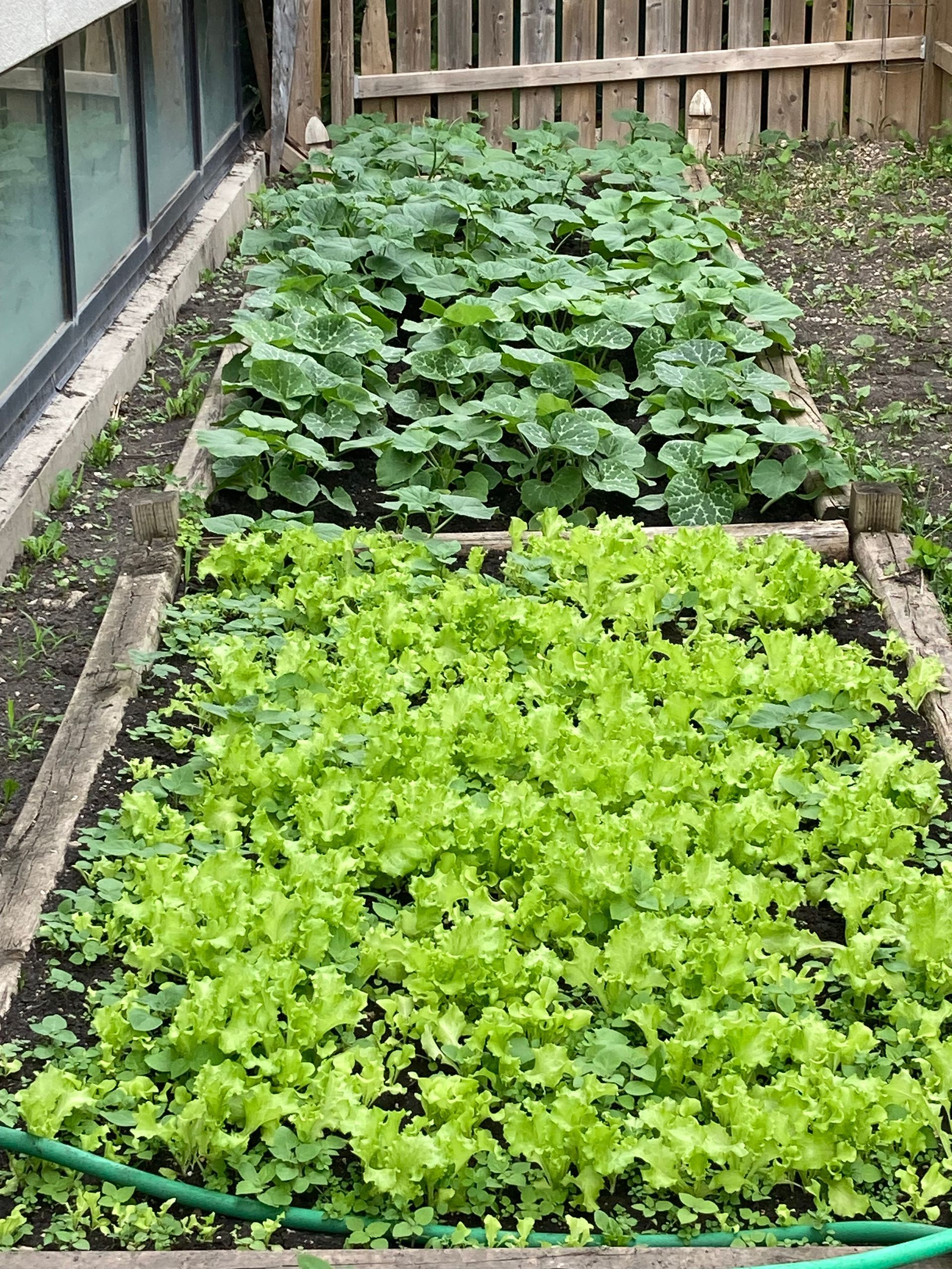 A garden filled with lots of green plants and a hose.