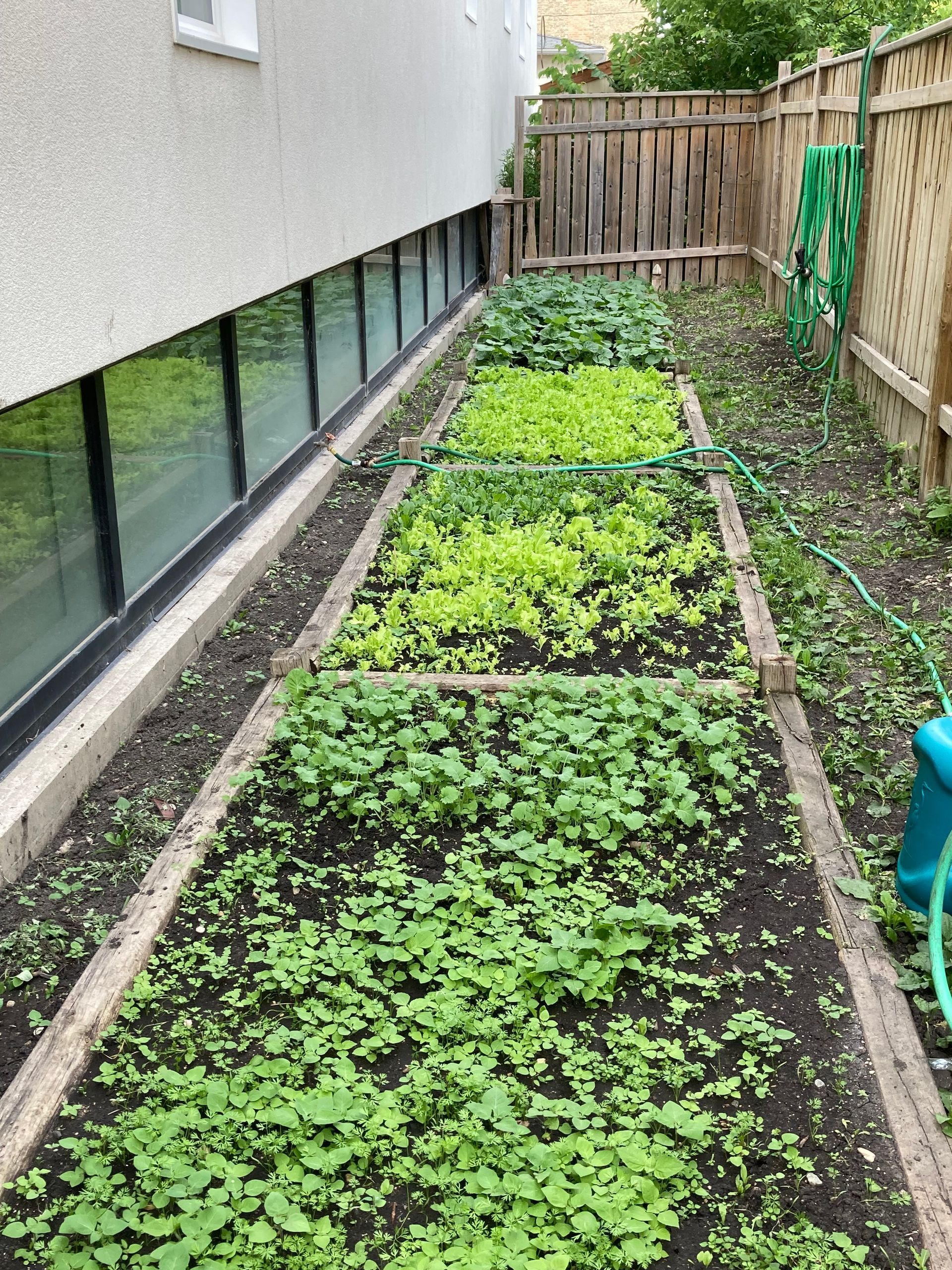 A garden filled with lots of green plants and a watering can.