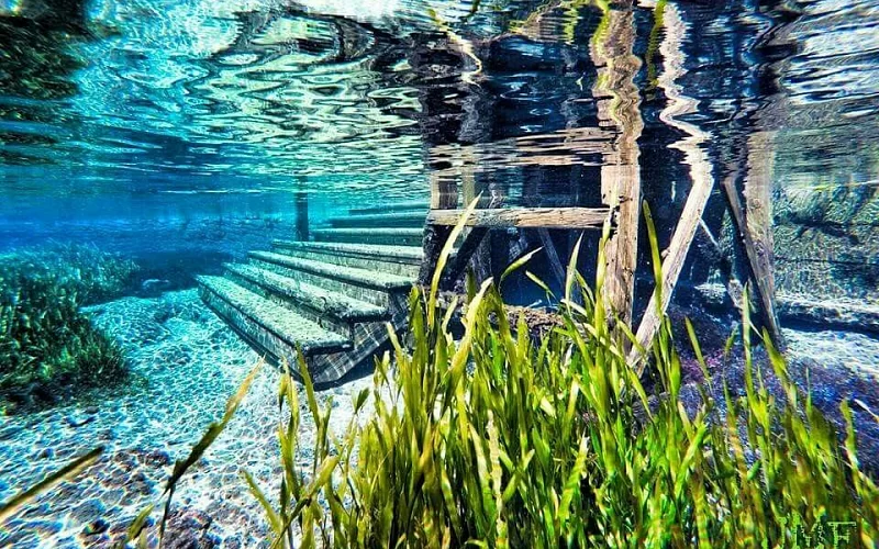 A underwater view of a staircase in a lake surrounded by seaweed.