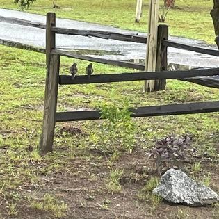 Two birds are perched on a wooden fence next to a rock.