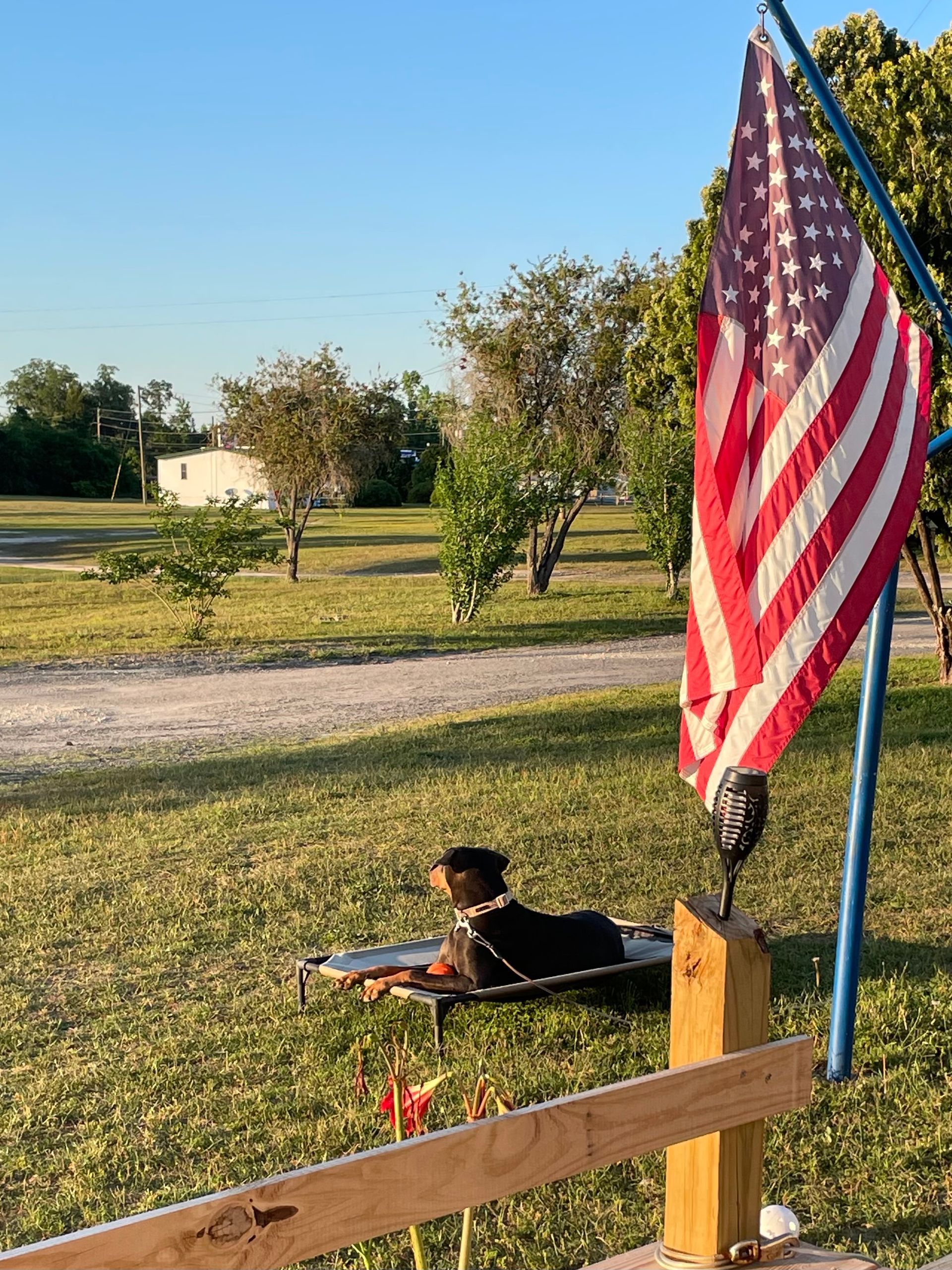 A dog is laying in the grass next to an american flag.