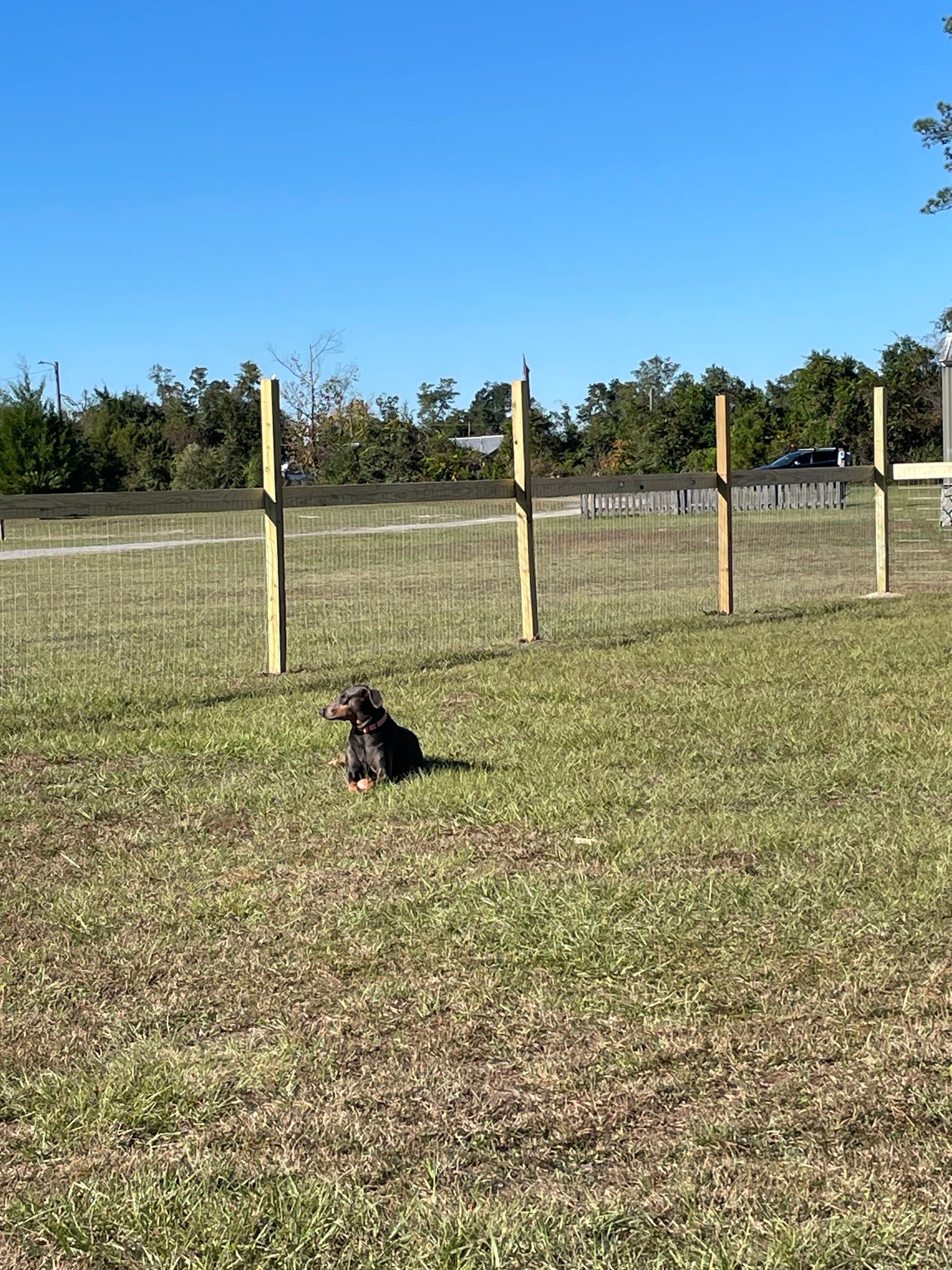 A dog is sitting in a grassy field next to a wooden fence.