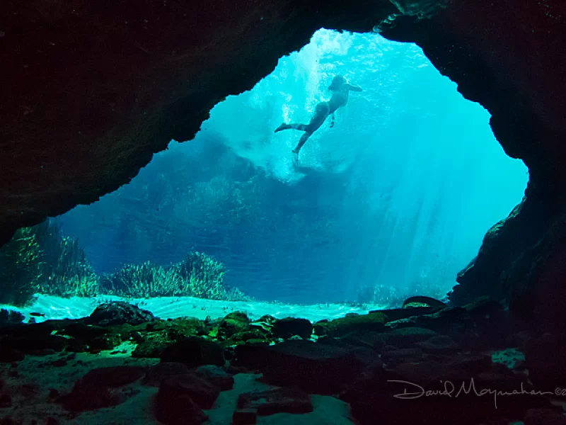 A dolphin is swimming through a cave in the ocean