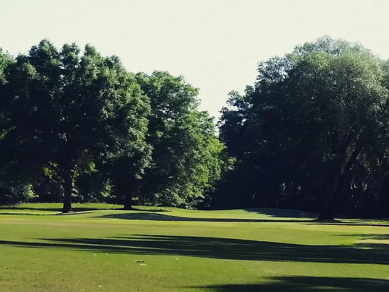 A lush green field with trees in the background