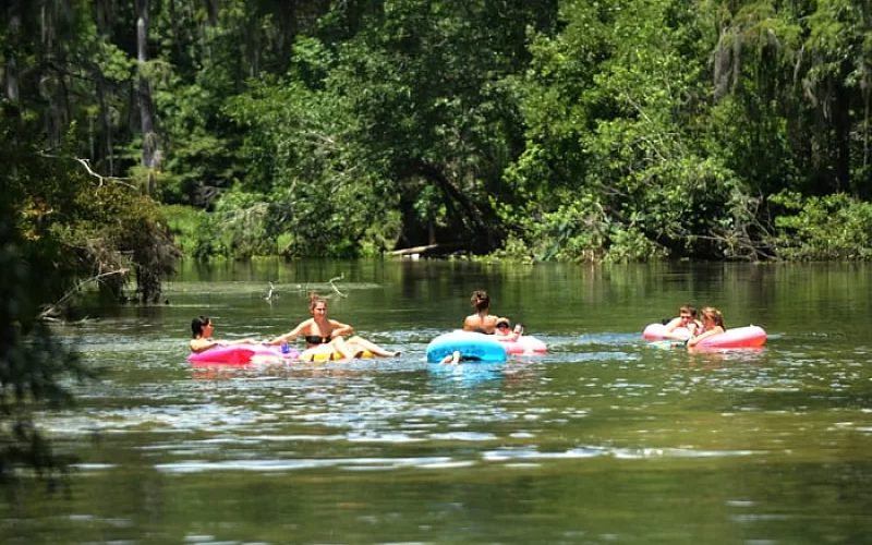 A group of people are floating on inner tubes in a river.