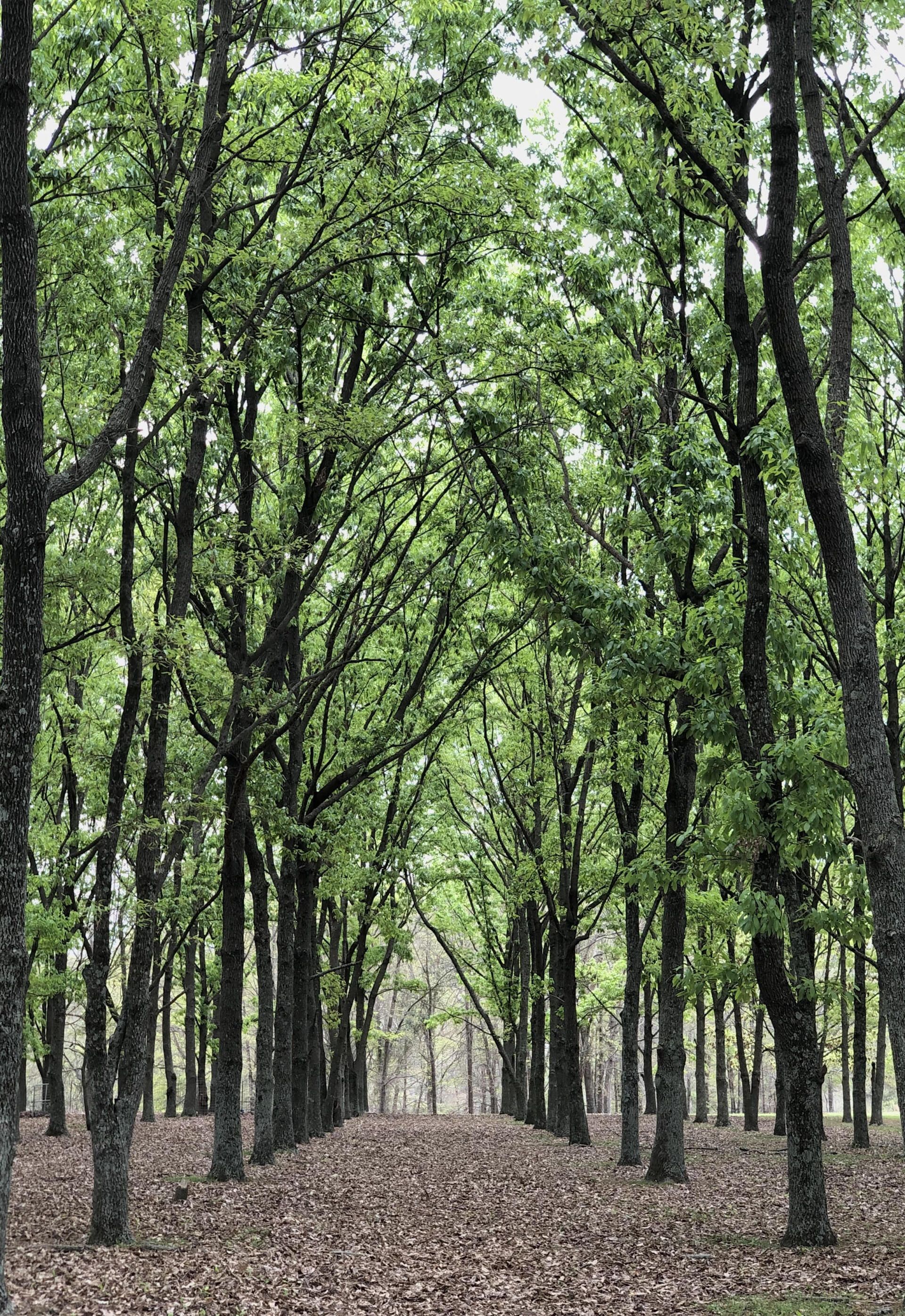 Gallery Maringo Creek Farm Dog Boarding & Training in Opelika AL