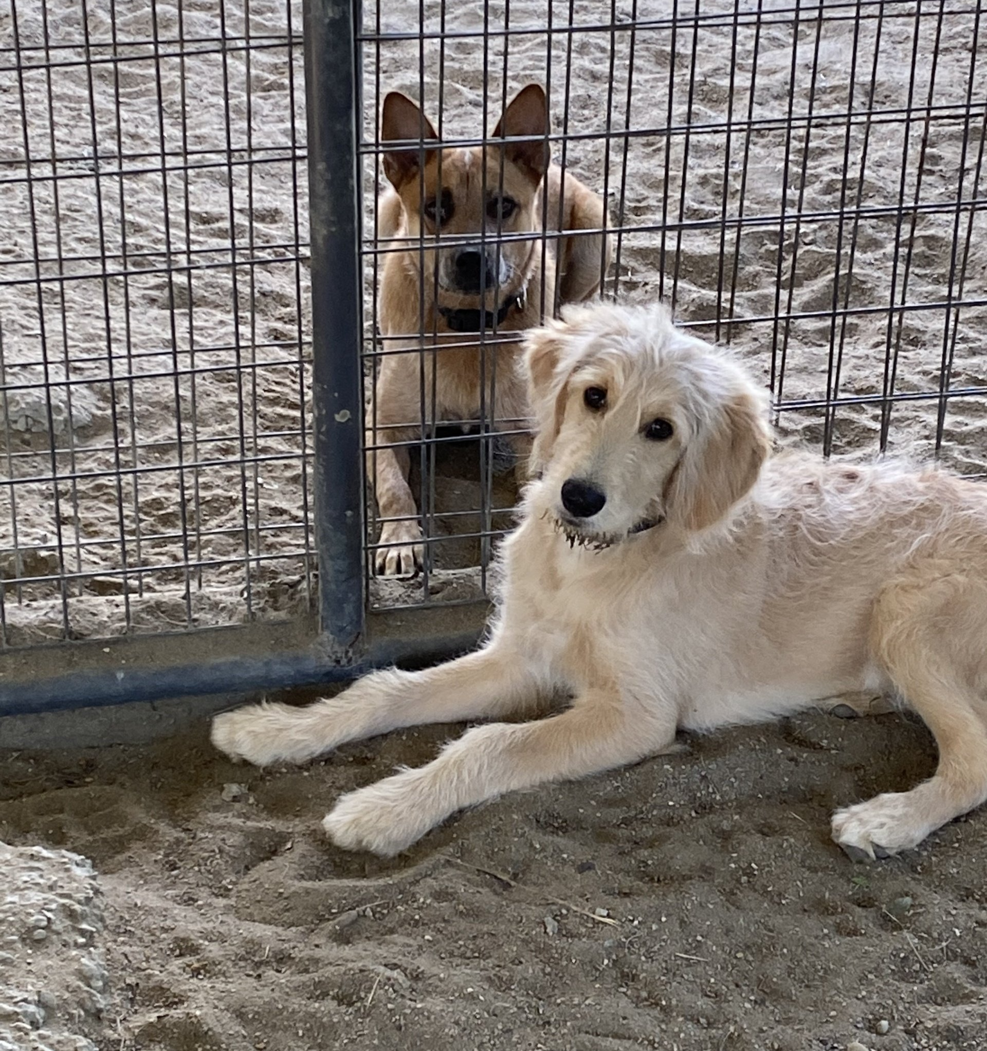 Two dogs are behind a fence and one is laying in the sand