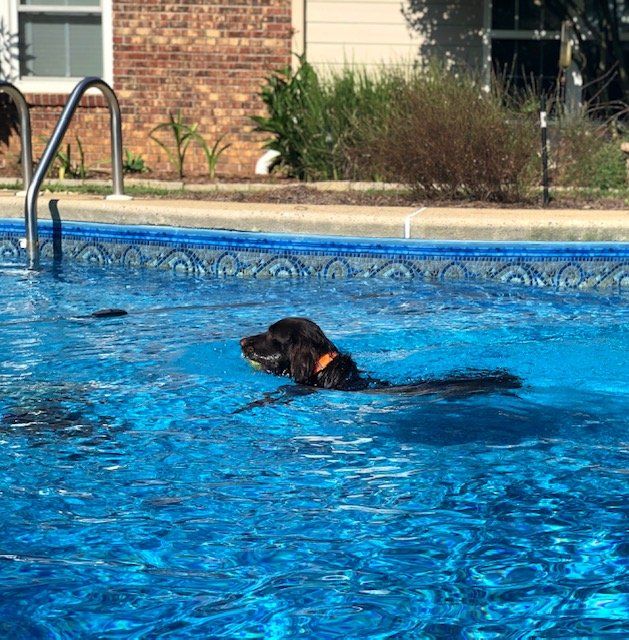 Gallery Maringo Creek Farm Dog Boarding & Training in Opelika AL
