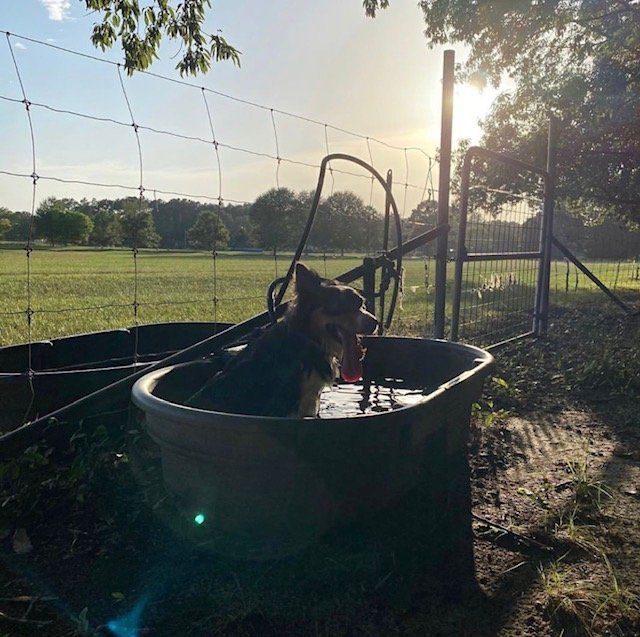 Gallery Maringo Creek Farm Dog Boarding & Training in Opelika AL
