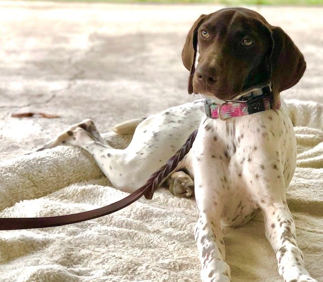 Gallery Maringo Creek Farm Dog Boarding & Training in Opelika AL