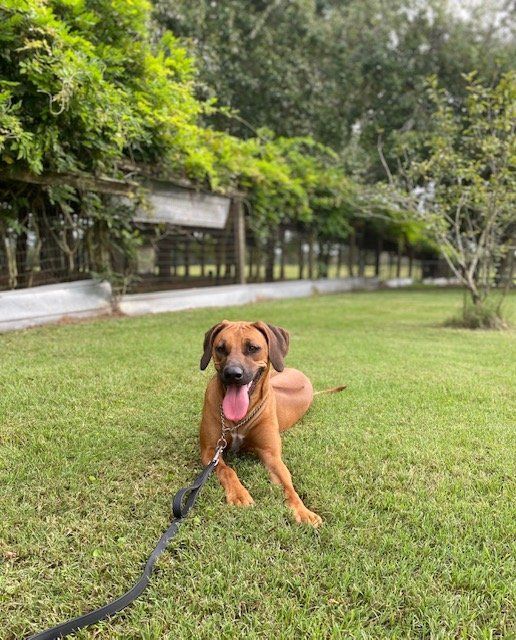 Gallery Maringo Creek Farm Dog Boarding & Training in Opelika AL