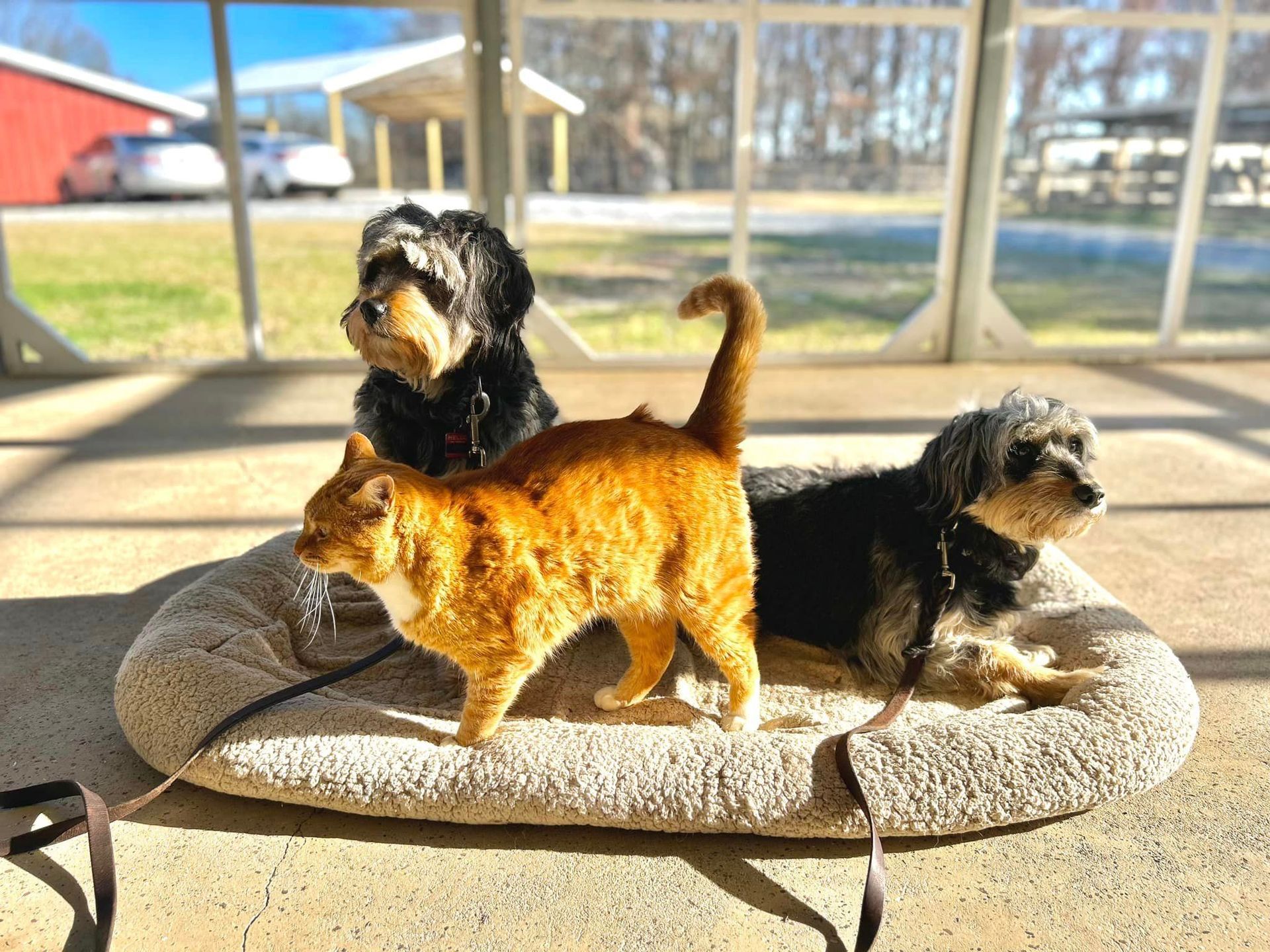 Dog Boarding in Opelika AL Maringo Creek Farm