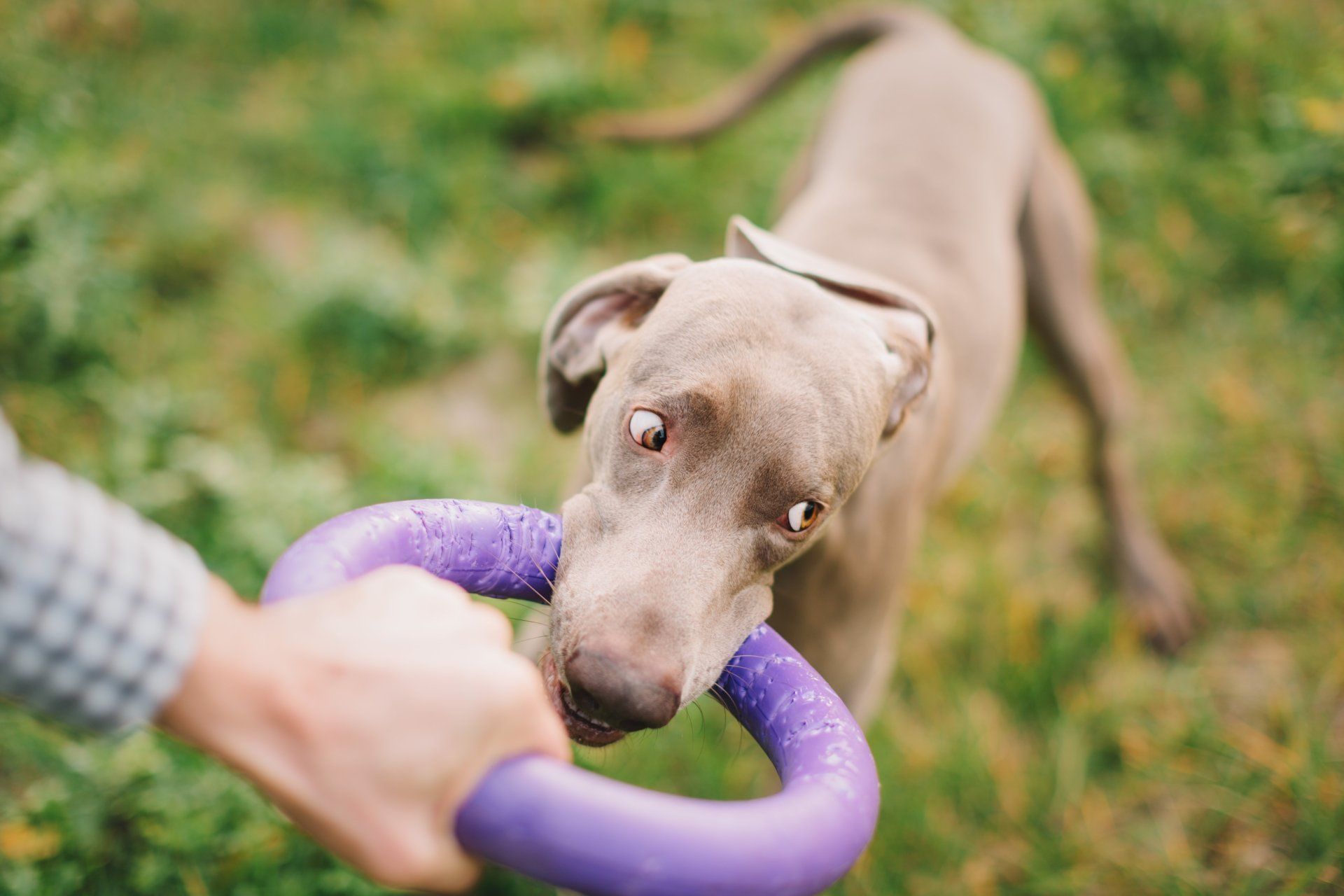 A person is playing with a purple toy with a dog.