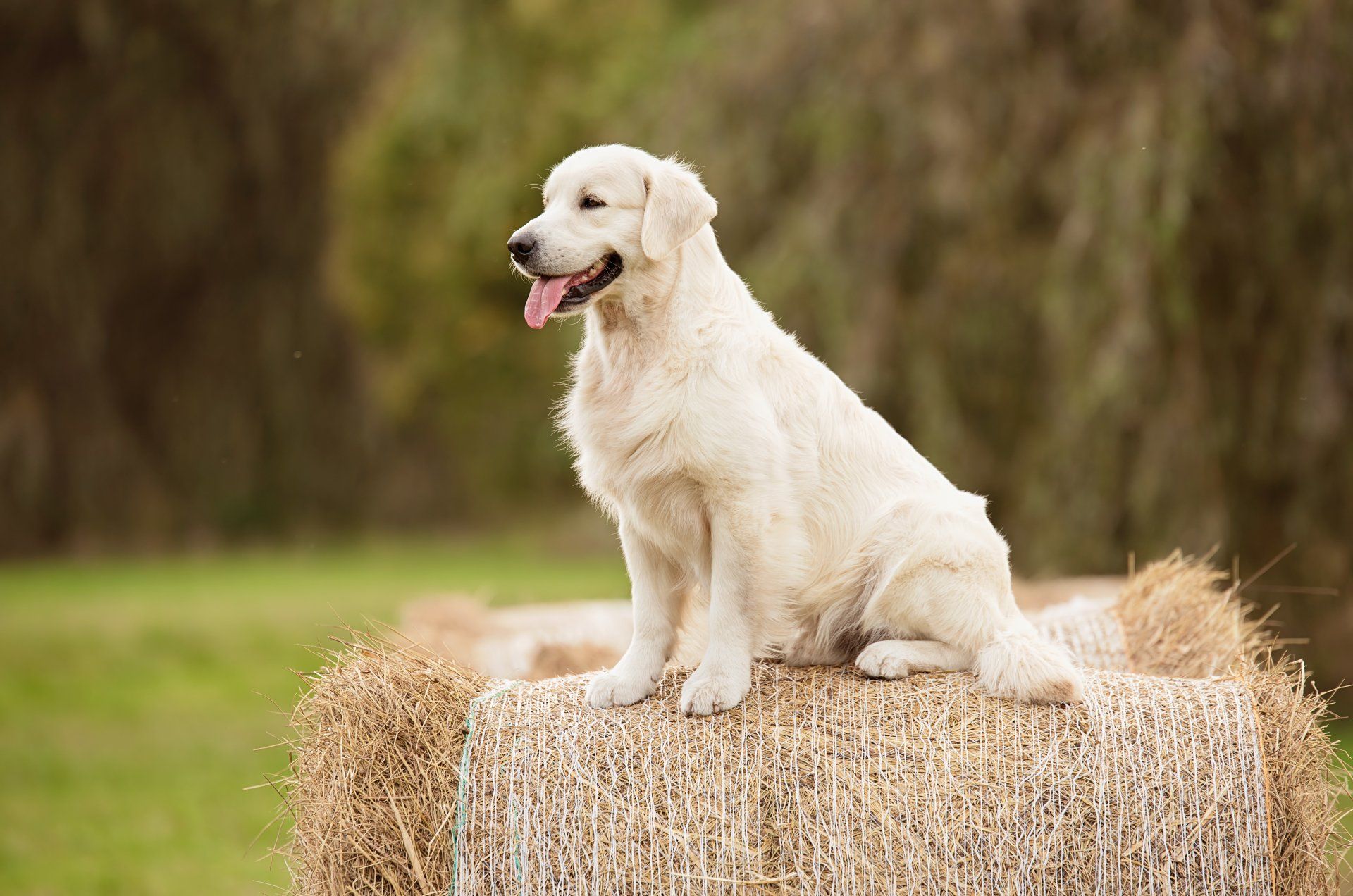 A white dog is sitting on top of a bale of hay.