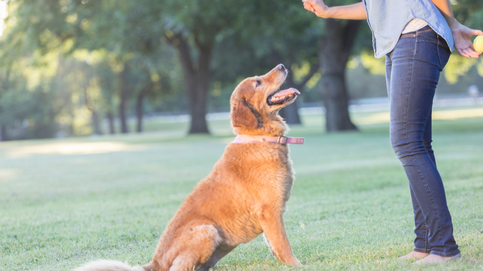 A woman is training a dog in a park.
