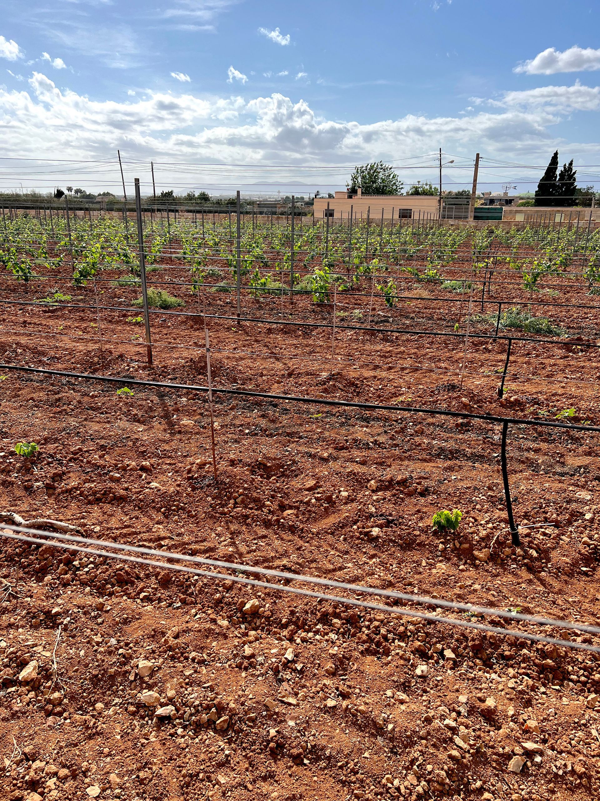 Viñedo con plantas jóvenes en suelo rojo, bajo un cielo azul parcialmente nublado.