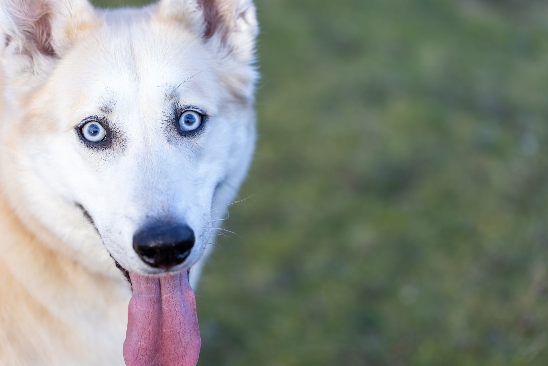 A close-up of a light-colored husky with bright blue eyes, panting with its tongue out against a soft, green background.