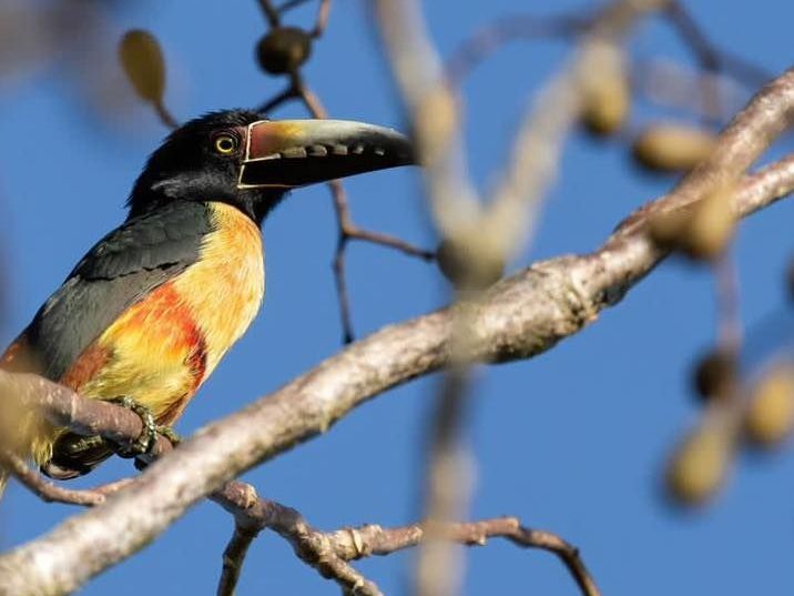 A toucan is perched on a tree branch