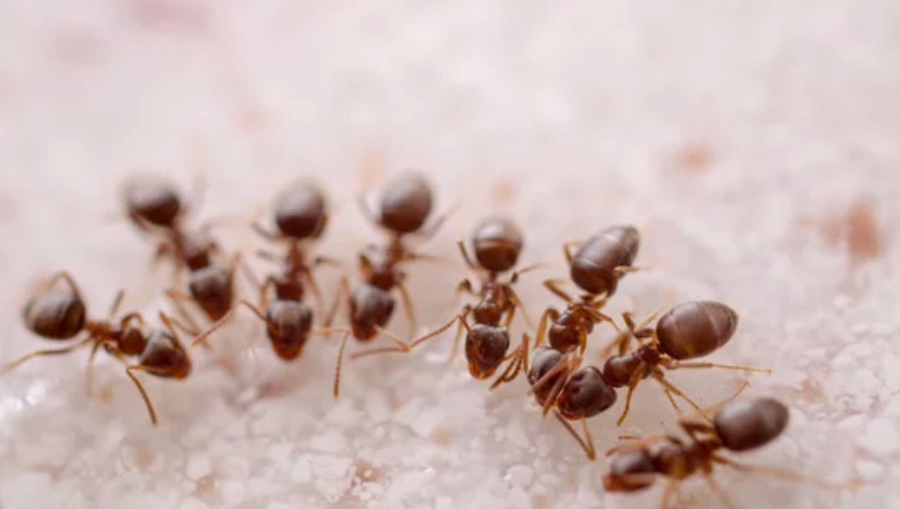 ant removal Aldine TX