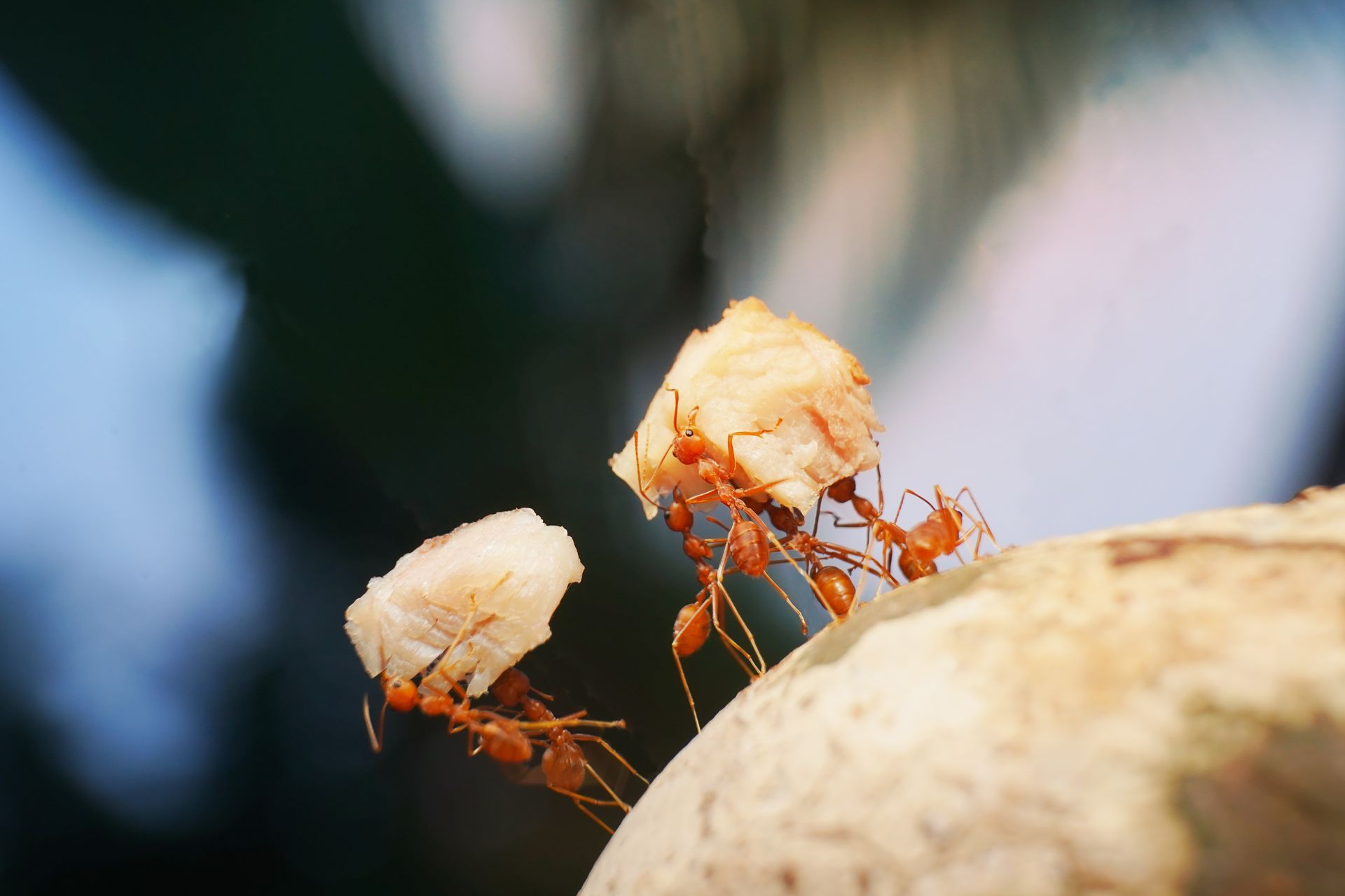 ant removal Cypress TX