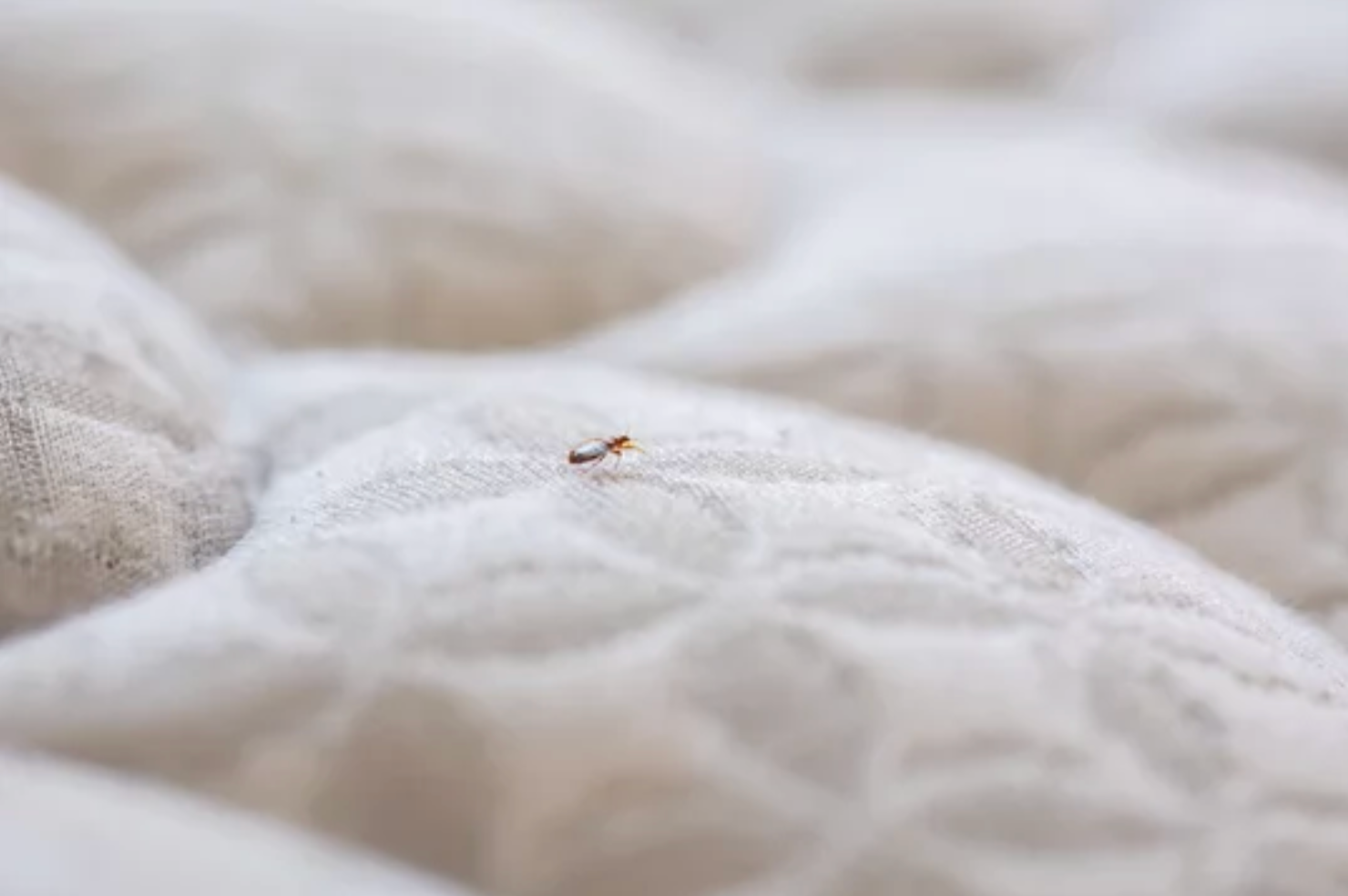bedbug treatment Houston TX