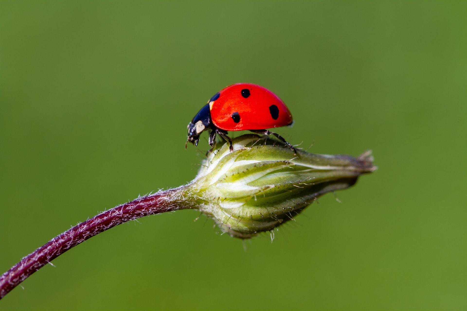 bug control Conroe TX