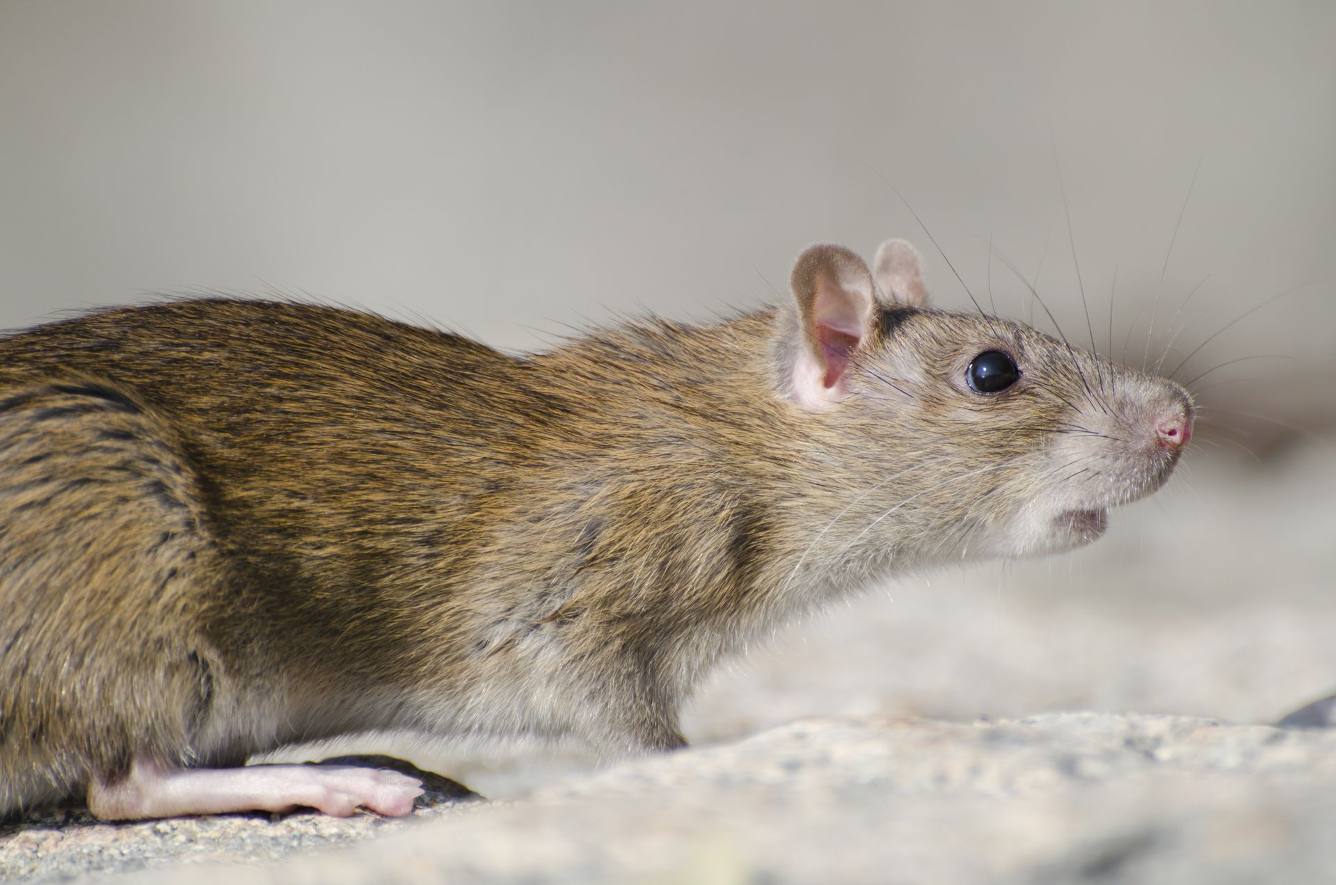 rodent control services in Spring TX