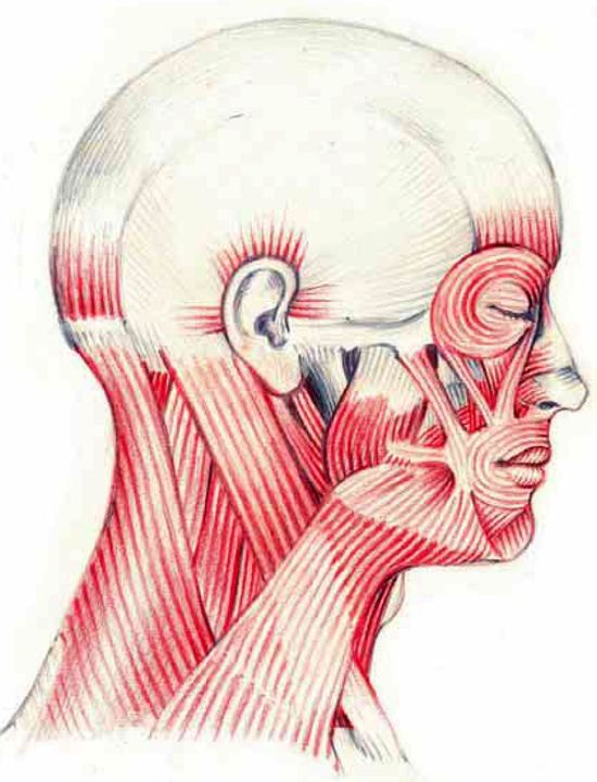 Muscoli della testa