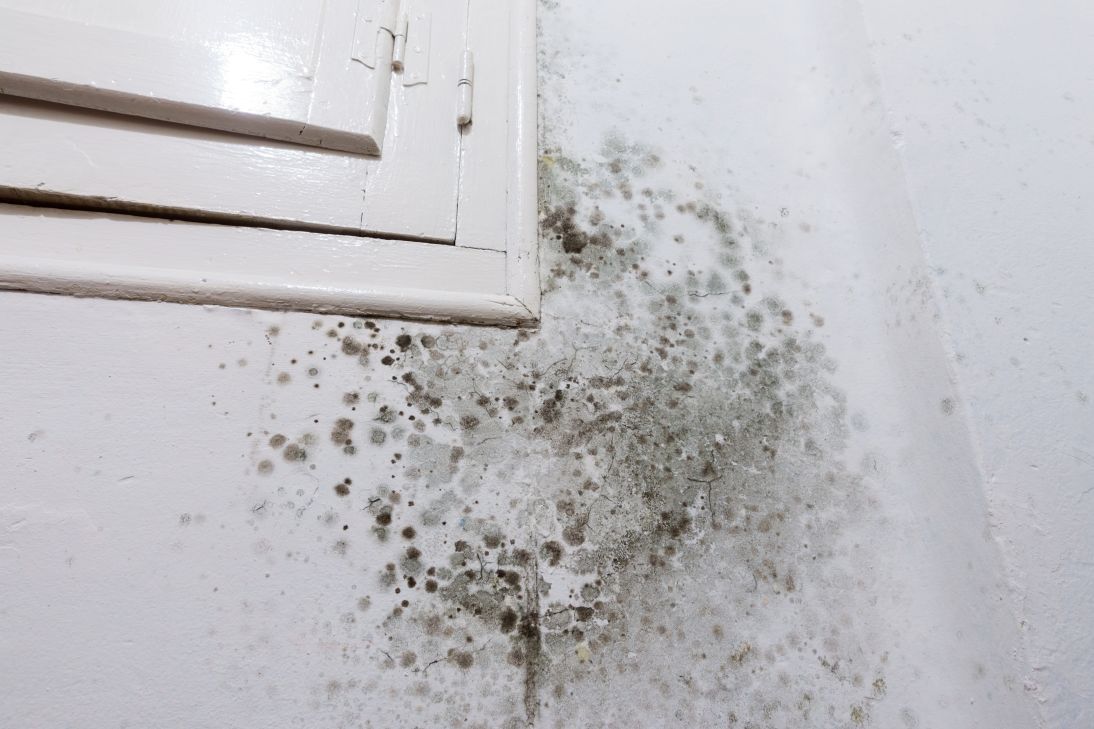 A white wall with black mold growing on it.